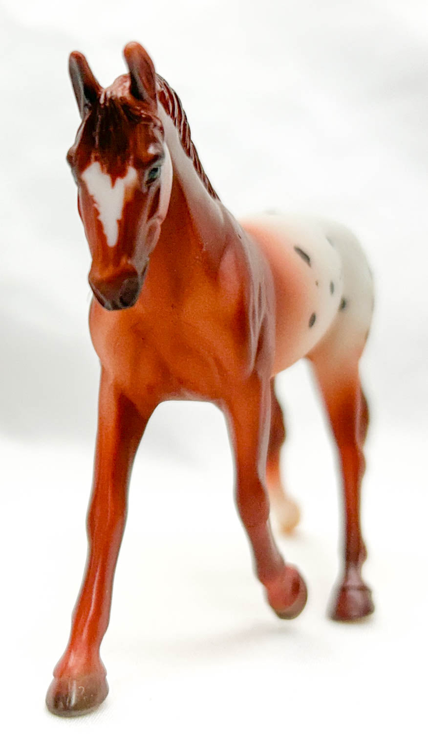 Trotting Warmblood, Chestnut Appaloosa