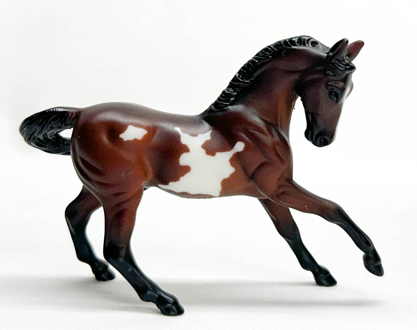Warmblood, Bay Pinto