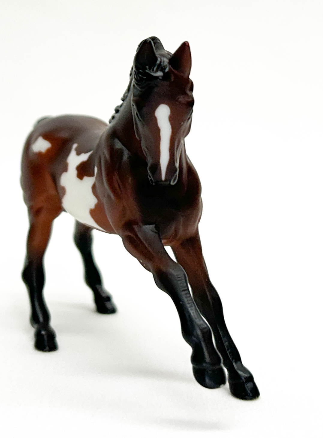 Warmblood, Bay Pinto