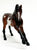 Warmblood, Bay Pinto