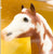 Standing Stock Horse Foal, Paint Foal