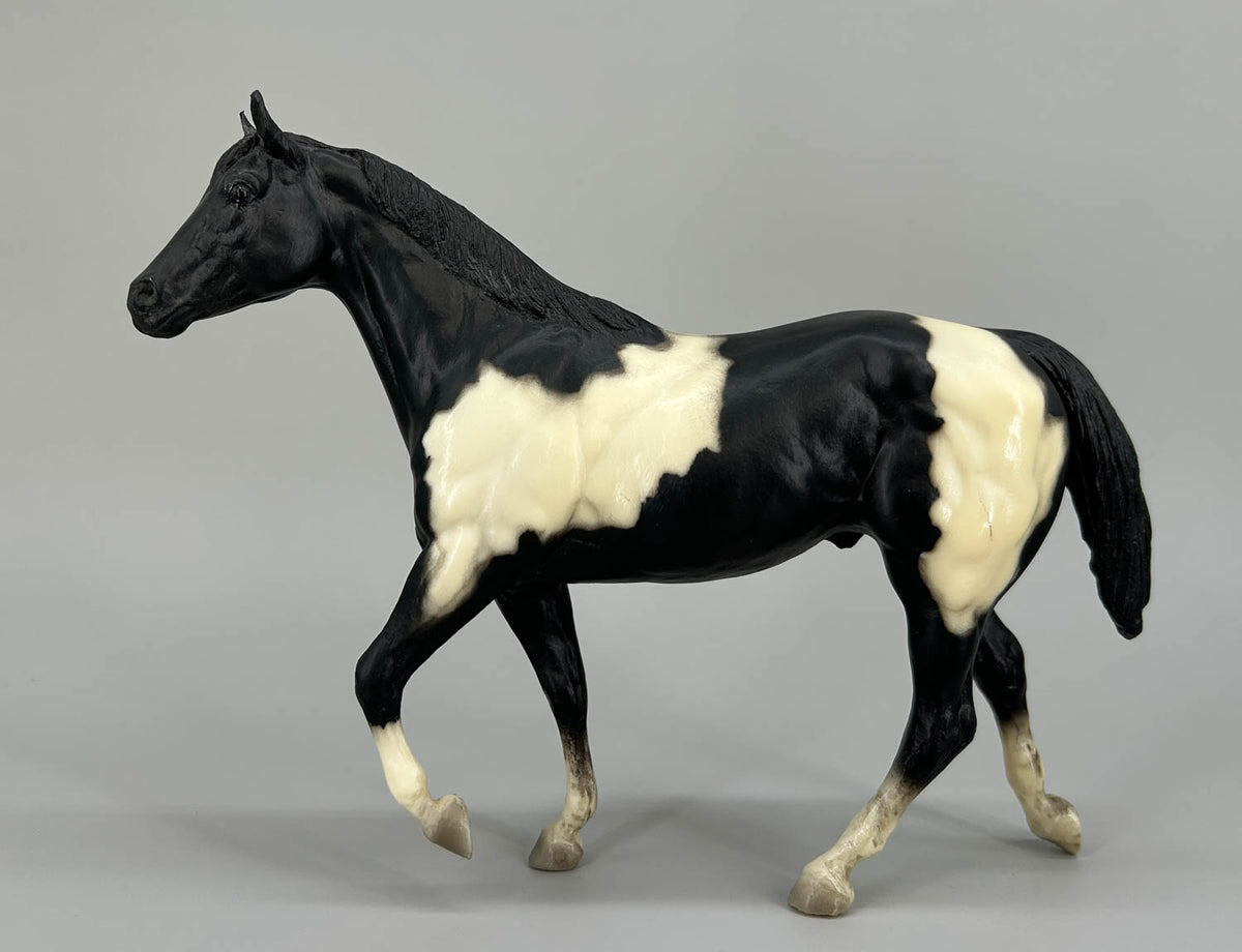 Stock Horse Stallion, Black Pinto