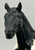 Stock Horse Stallion, Black Pinto