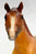 Stock Horse Stallion, Dappled Chestnut - JC Penney SR
