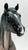 Stock Horse Stallion, Summer Solstice ~ 2009 Web Special, Only 400 Made from Eleda's herd