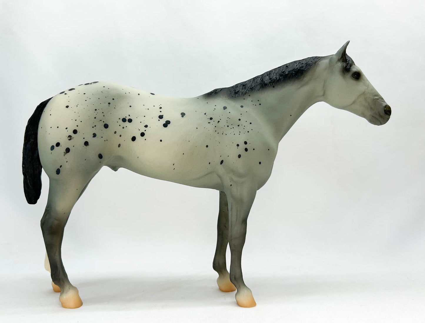 Stud Spider, Grey Appaloosa, Sears SR from Eleda's herd