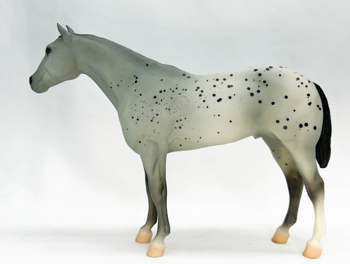 Stud Spider, Grey Appaloosa, Sears SR from Eleda's herd