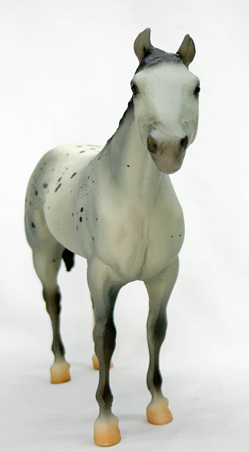 Stud Spider, Grey Appaloosa, Sears SR from Eleda's herd