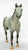 Stud Spider, Grey Appaloosa, Sears SR from Eleda's herd