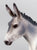 Trotting Donkey ~ Flapjack - 2026 Premier Club