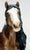 Gypsy Vanner Mare & Foal ~ Rhiannon & Rhemi - 2023 Premier Club