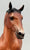 Wixom ~ Brunhilde - 2021 Web Special - from Eleda's herd