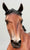 Wixom ~ Brunhilde - 2021 Web Special - from Eleda's herd