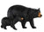 Black Bear and Cub