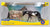 Western Horse Family - 2026 TSC SR