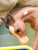 Western Horse Family - 2026 TSC SR