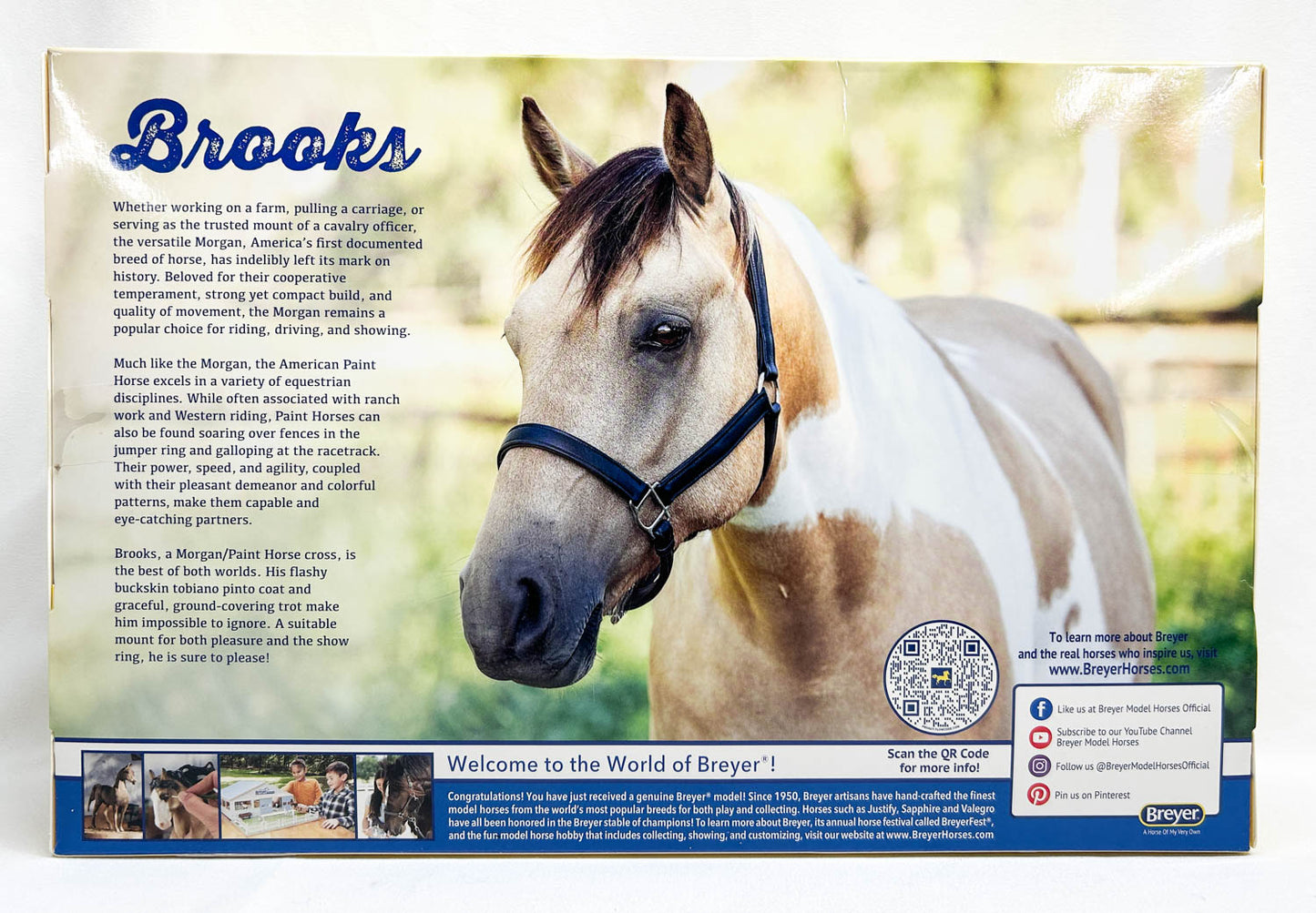 Foundation Stallion ~ Brooks - TSC SR 2025