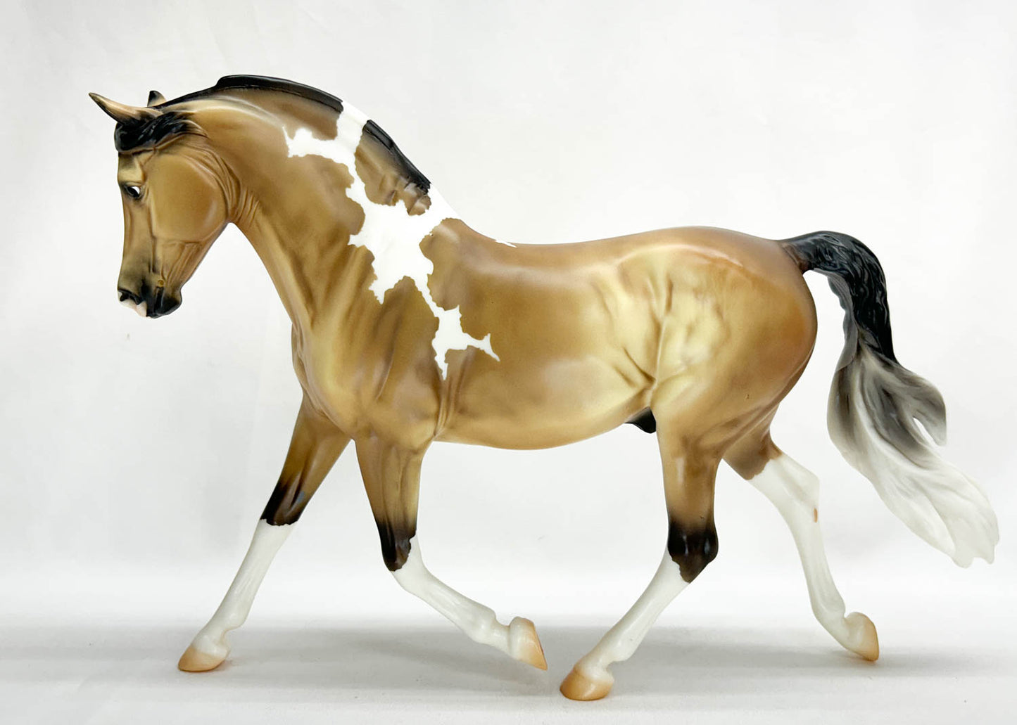 Foundation Stallion ~ Brooks - TSC SR 2025