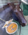Loping Quarter Horse ~ Grady - 2026 TSC SR
