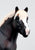 Rhenish Draft, Liver Chestnut - TSC SR, Mystery Horse Surprise Series 8