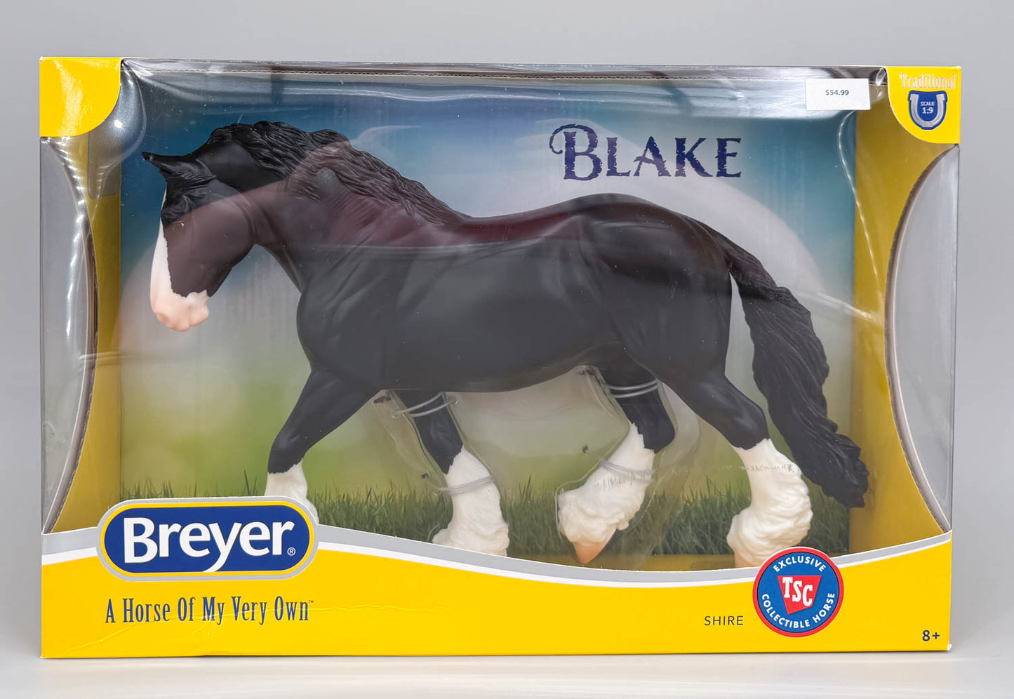 Shire Gelding ~ Blake - 2026 TSC SR