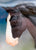 Shire Gelding ~ Blake - 2026 TSC SR