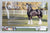 Shire Gelding ~ Blake - 2026 TSC SR