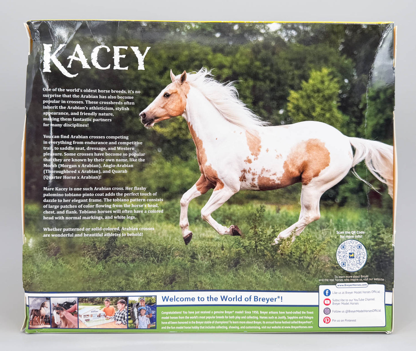 Show-Stance Arabian ~ Kacey - 2026 TSC SR