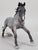 Nokota Stallion, Blue Roan (international release)