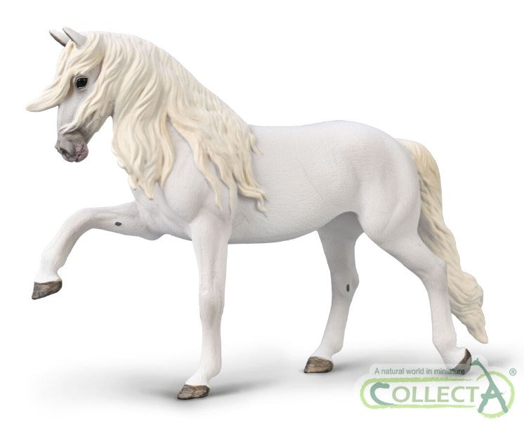 Lipizzan Mare, Spanish Walk (international release)