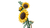 LEGO® Botanicals: Sunflower Bouquet #11502 686 Pieces