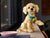 LEGO® Icons ~ Golden Retriever Puppy #11384 2102 Pieces