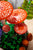 LEGO® Botanicals:  Woodland Mushrooms #11505 806 Pieces