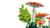 LEGO® Botanicals:  Woodland Mushrooms #11505 806 Pieces