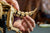 LEGO® Jurassic World™ ~ Dinosaur Fossils: Triceratops #77985 1154 Pieces