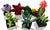 LEGO® Icons ~ Botanicals:  Succulents #10309 771 Pieces