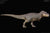 Tyrannosaurus Rex ~ KISS (Island Variant) - REBOR Museum Class Replicas