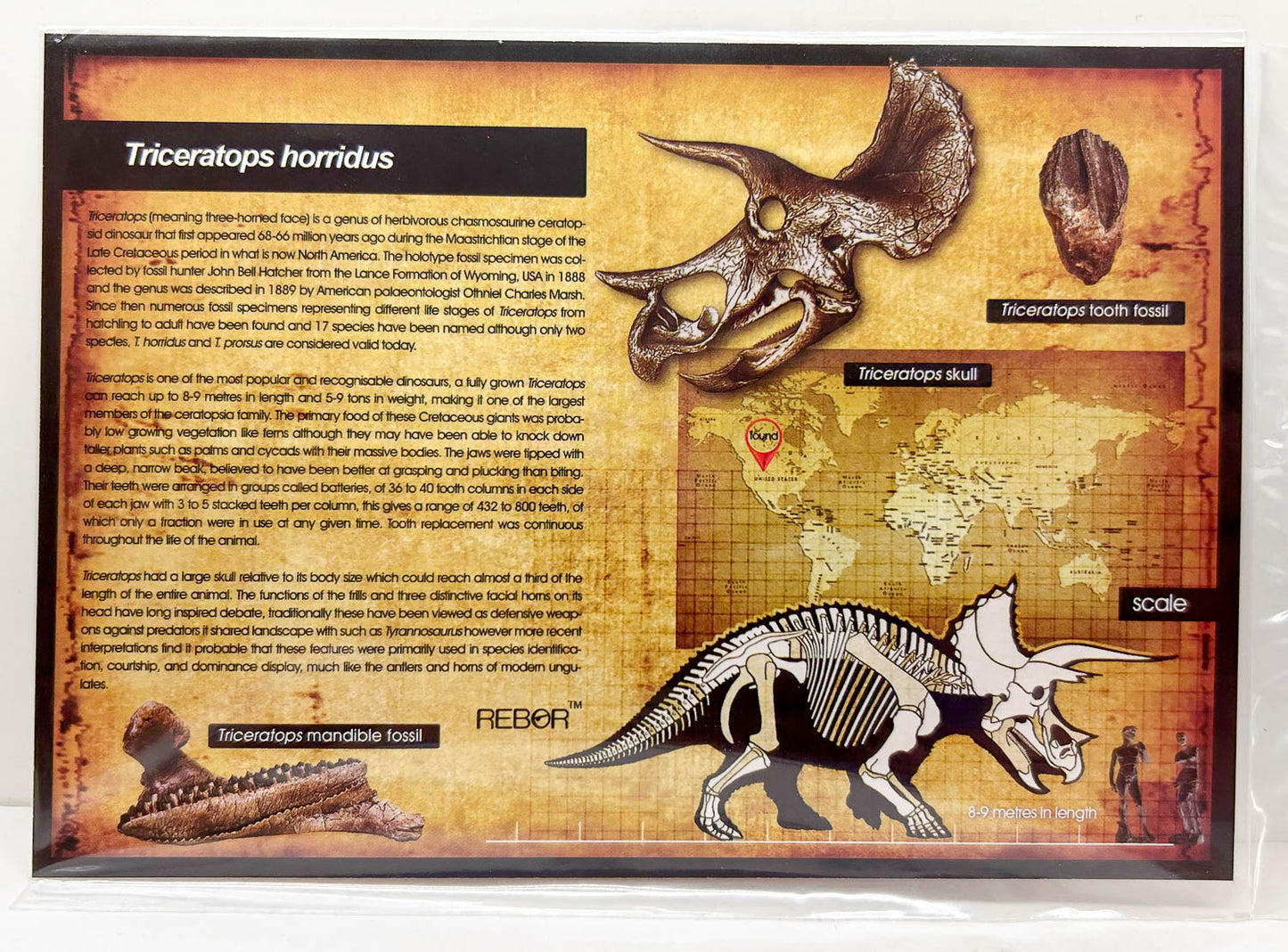 Triceratops, Male ~ "Trident Horn of Doom"