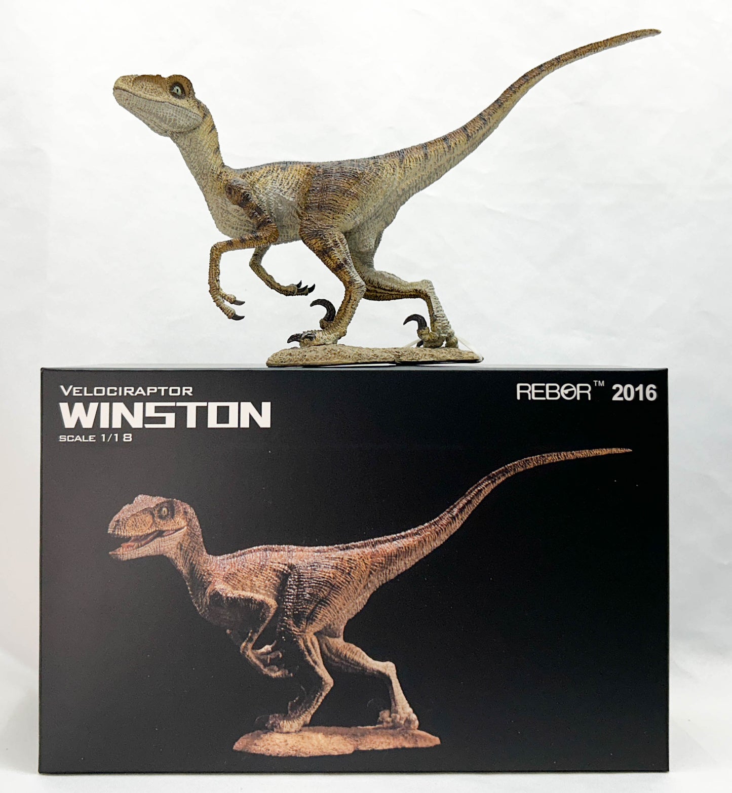 Velociraptor ~ Winston - REBOR Museum Class Replicas