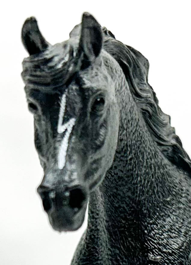 Arabian Stallion, Black Rabicano
