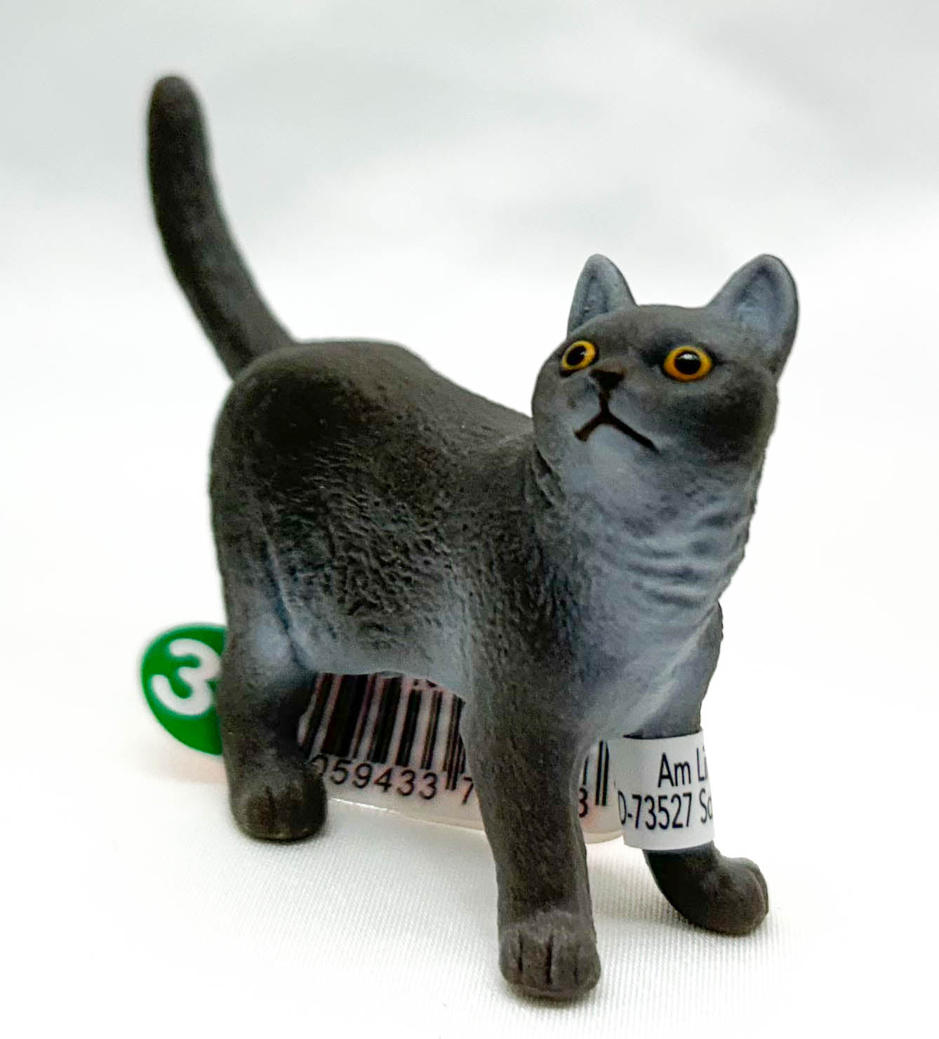 British Shorthair Cat, Grey