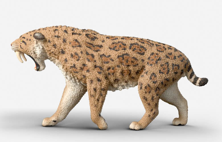 Smilodon (Sabertooth Cat) - ADVANCE SALE