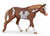 American Paint Horse Stallion, Chestnut Overo Pinto - ADVANCE SALE