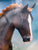 Cantering Warmblood ~ Maxwell - 2026 TSC SR