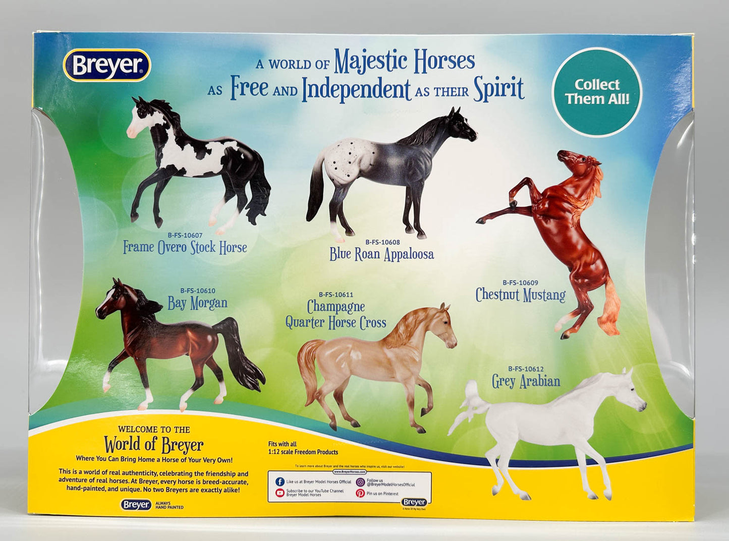 Show Stock Horse ~ Blue Roan Appaloosa