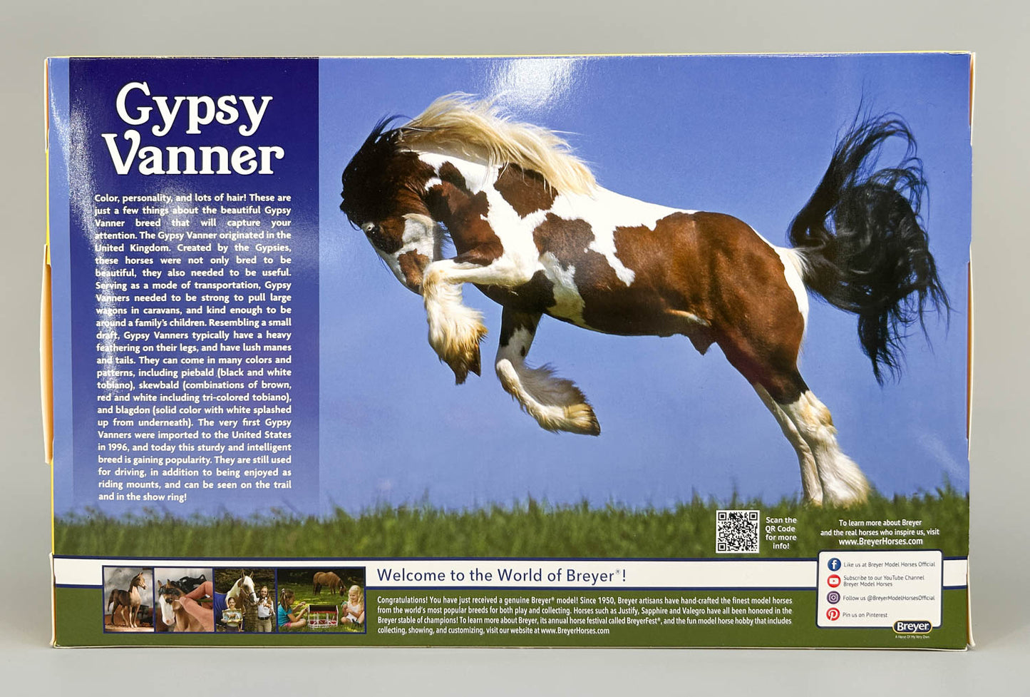 Gypsy Vanner, Bay Pinto