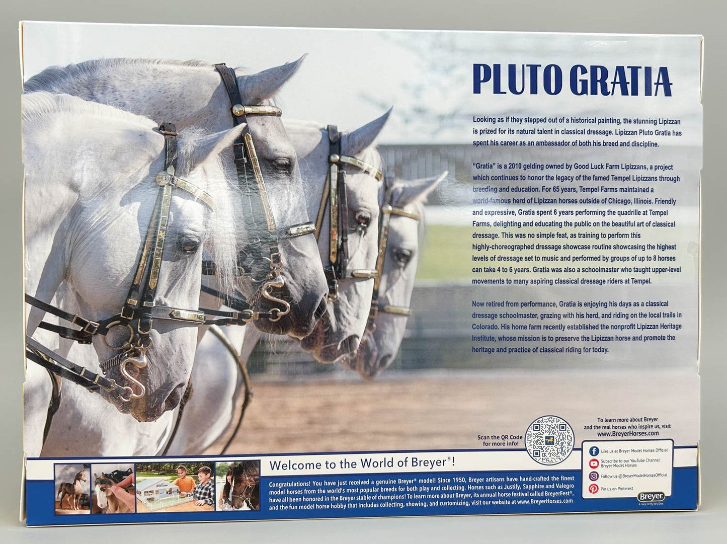 Lipizzan Stallion ~ Pluto Gratia
