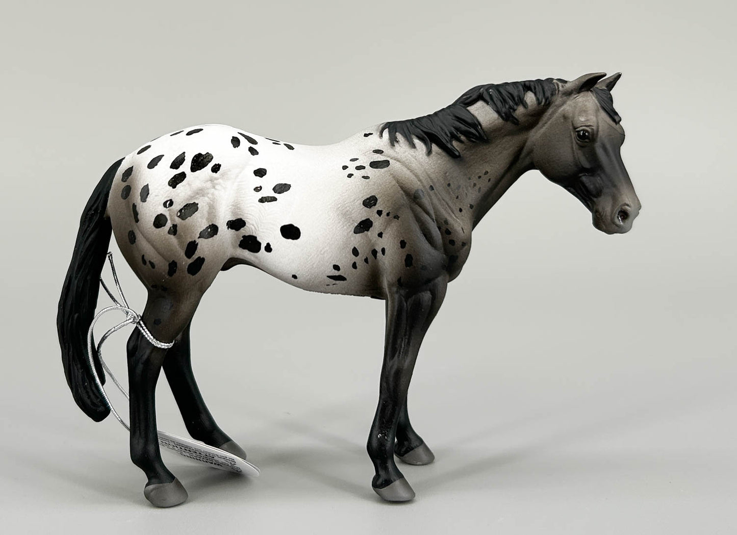 Appaloosa Stallion, Blue Roan