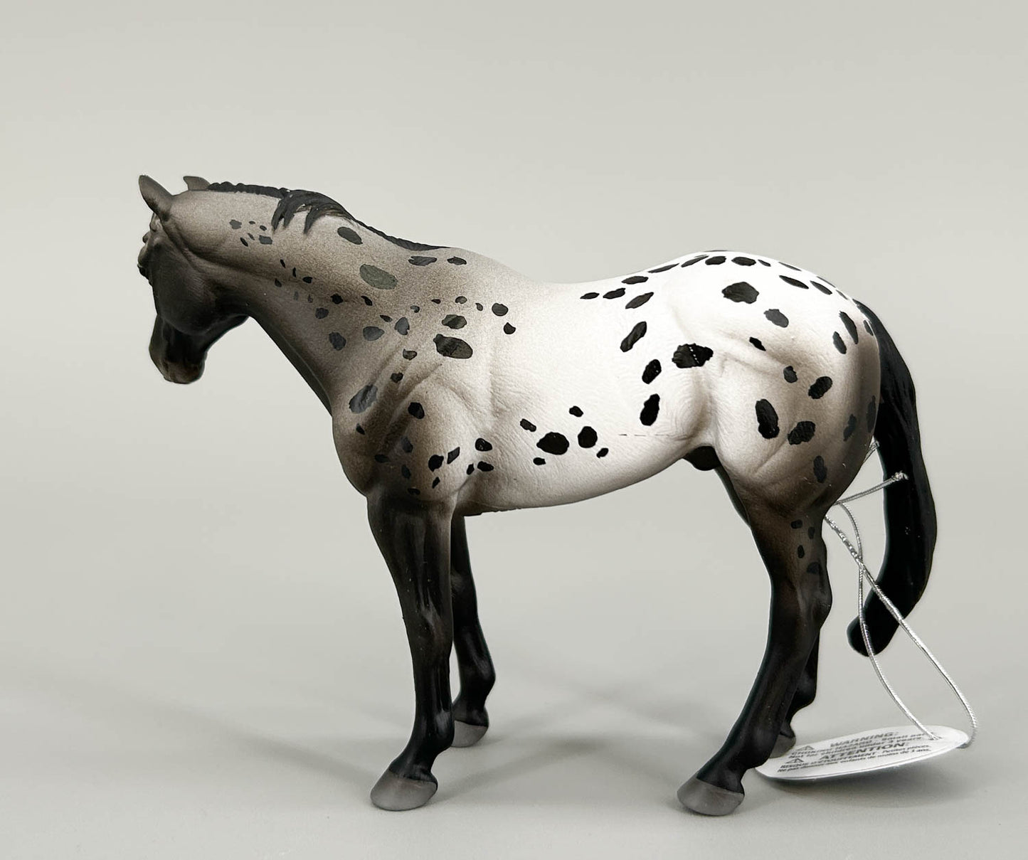Appaloosa Stallion, Blue Roan