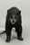 American Black Bear